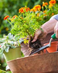 Plantes et fleurs pour particuliers